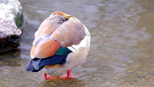 Egyptian goose, Alopochen aegyptiaca, beautiful waterfowl with webbed feet swims in lake, pond, river of city park, migration of feathered duck family, protection wildlife, do not feed animals