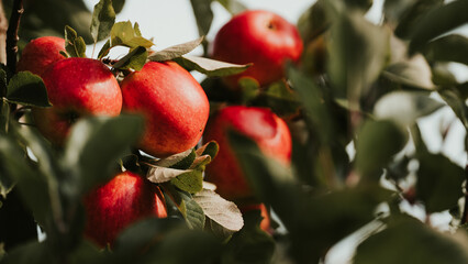 Red apples on tree ready to be harvested. Ripe red apple fruits in apple orchard. Selective focus.
