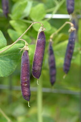 紫エンドウ豆