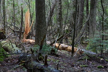 impressions from a hike through a beautiful natural forest
