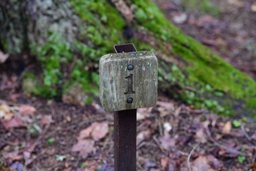 impressions from a hike through a beautiful natural forest