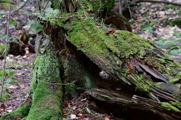 impressions from a hike through a beautiful natural forest
