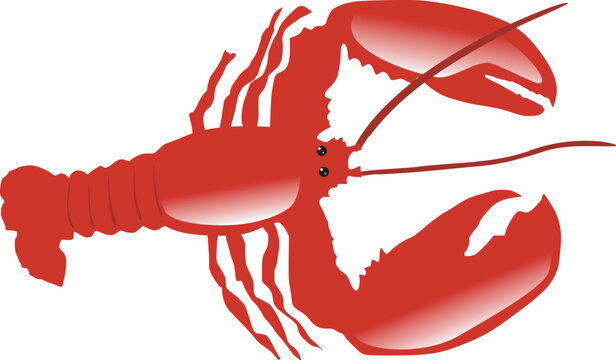 A big red lobster on white background
