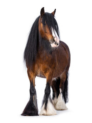 Brown Tinker aka Gypsy Cob horse standing facing front. Head slightly turned to the side. Looking...