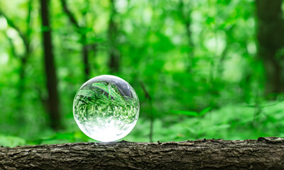 glass globe in green forest