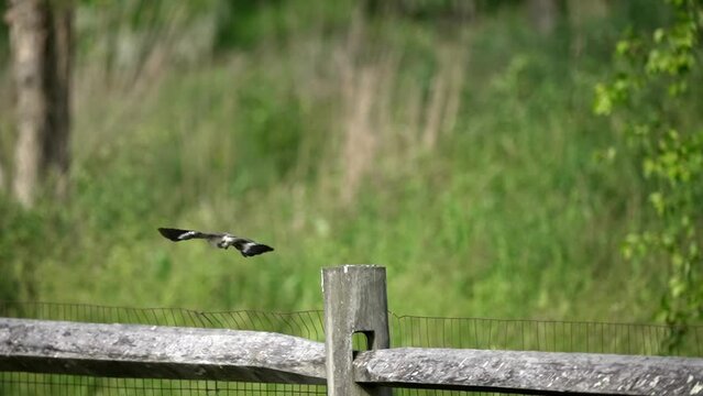 Northern Mockingbird perched on fence post takes off into flight, slow motion