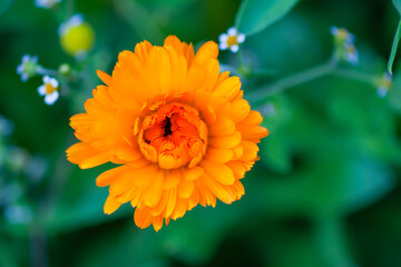 Calendula flowers. Calendula officinalis, pot marigold, ruddles. Medical plant.