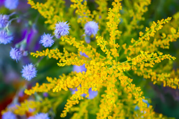 Close up of wrinkleleaf goldenrod. Solidago rugosa yellow flowers.