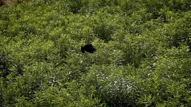 Red-winged Blackbird leaps off of brush top sweeping into flight, slow motion