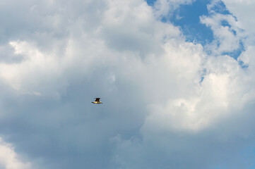 Seagull flying on cloudy sky on sunrise