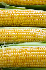 fresh corn cob food texture closeup