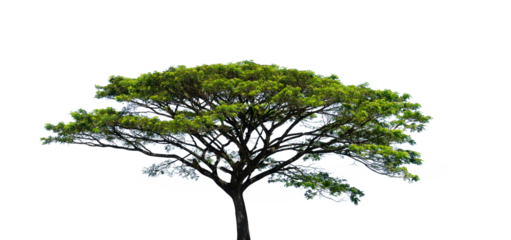 Big tree element. Oak tree isolated