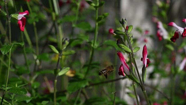 Apis mellifera - Western Honey Bee - Abeille europ&eacute;enne - Abeille mellif&egrave;re, Salvia microphylla - Baby sage - Sauge de Graham - Sauge &agrave; petites feuilles