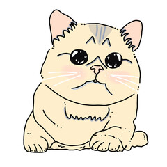 Cat cute