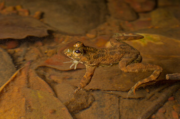 Close up photograph of a frog in a puddle.