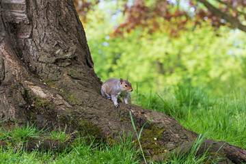 squirrel in the forest