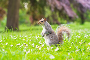Squirrel in the grass