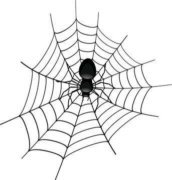 illustration of a spider in a cobweb