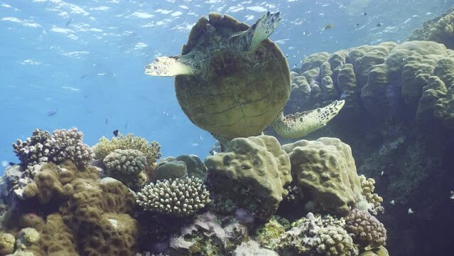 Bottom view of Sea turtle eating coral in sunrays, slow motion. Close-up of Hawksbill Sea Turtle or Bissa (Eretmochelys imbricata) feeds on hard corals on top of a beautiful tropical reef, Close-up