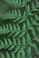 fern leaves