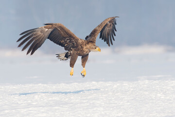 White-tailed eagle on the snow in winter