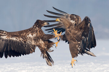 White-tailed eagle on the snow in winter