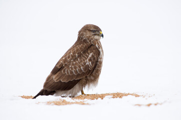 Common buzzard on the snow in winter