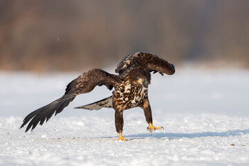 White-tailed eagle on the snow in winter
