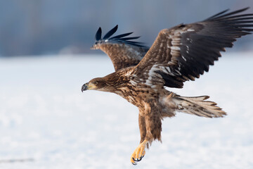 White-tailed eagle on the snow in winter
