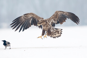 White-tailed eagle on the snow in winter
