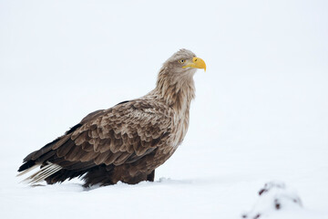 White-tailed eagle on the snow in winter