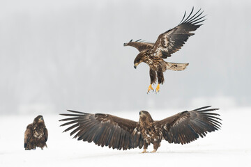 Obraz premium White-tailed eagle on the snow in winter