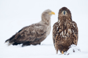 White-tailed eagle on the snow in winter