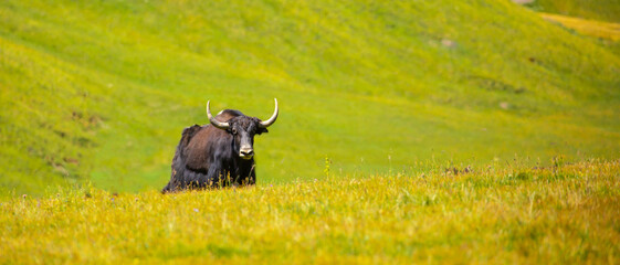 A herd of yaks graze in the mountains. Himalayan big yak in a beautiful landscape. Hairy cow cattle...
