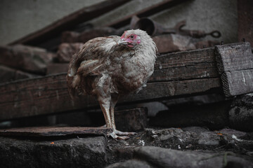 pollo o gallina blanca, sucia y enferma