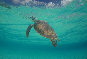 Fototapeta premium a beautiful green sea turtle in the crystal clear waters of the caribbean sea