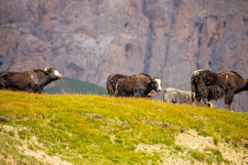 A herd of yaks graze in the mountains. Himalayan big yak in a beautiful landscape. Hairy cow cattle wild animal in nature in Tibet. Sunny summer day in the wild. Farm animal in Nepal and Tibet.