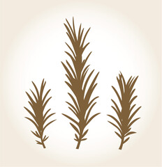 Rosemary herbs set. Vector Illustration
