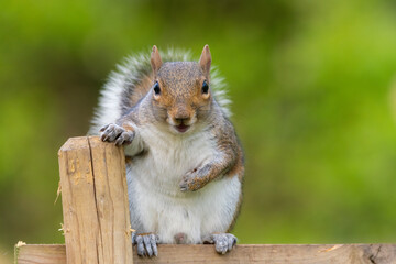 squirrel in the park