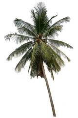 Fototapeta premium coconut tree isolated