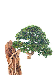bonsai isolated