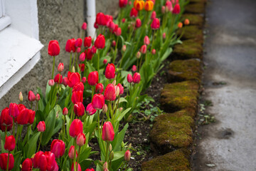 Red bright tulips in a flower bed near a house wall surrounded by some mossy bricks 