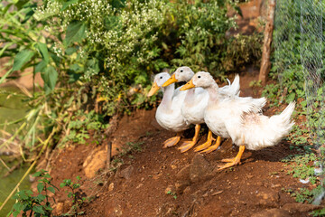 Flock of Four Ducks Standing on Red Mud - stock photo