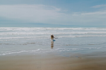 Wide shot of a cute Golden Retriever playing with a stick on a beach