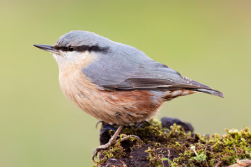Eurasian nuthatch or wood nuthatch (Sitta europaea) in the wild
