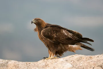 Poster Golden eagle (Aquila chrysaetos) in the wild © Daniel Jara
