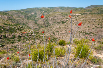 The Arid Landscape of Carlsbad Caverns National Park