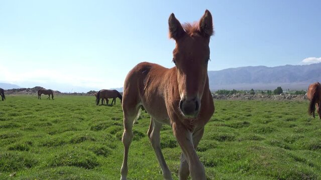 Foal close up on a green meadow against the backdrop of a mountain. Little baby horse stand, look at camera. Mountain landscape. Central Asia, Kyrgyzstan.