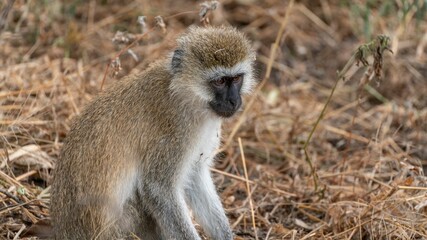 Naklejka na ściany i meble Closeup of an adorable Vervet monkey, Chlorocebus pygerythrus captured in wilderness