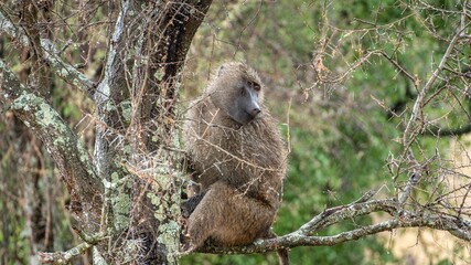 Side profile of a furry baboo, papio sitting on a leafless tree in its natural habitat